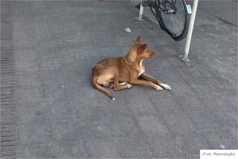Cópia_de_segurança_de_Cópia_de_segurança_de_Cópia_de_segurança_de_Cópia_de_segurança_de_Cópia_de_segurança_de_Cópia_de_segurança_de_FOTO POSTE - SITE