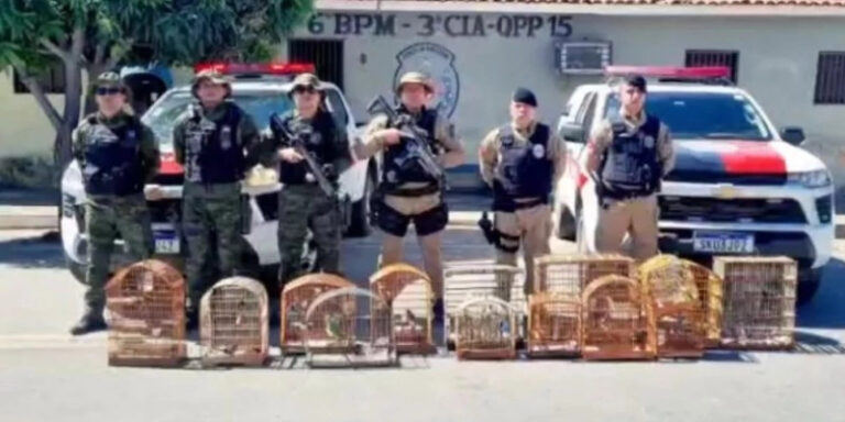 Sem título-3