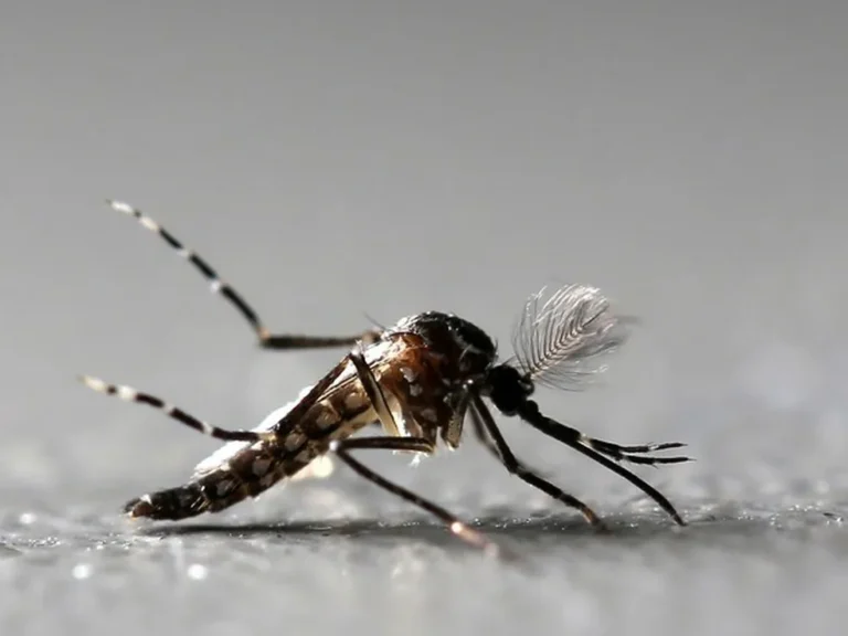 aedes
