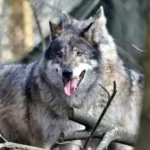 lobo