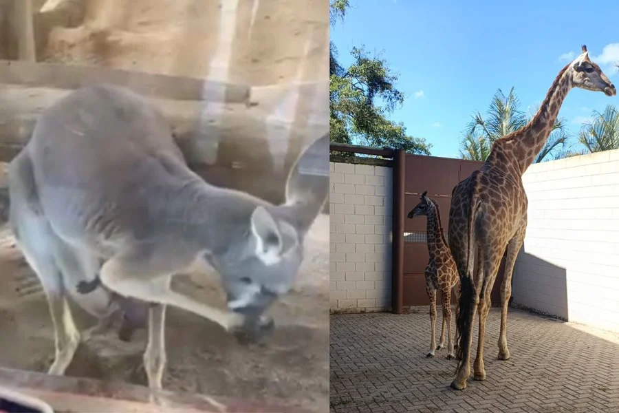 parque-em-sp-registra-nascimento-de-filhotes-de-canguru-e-girafa-veja