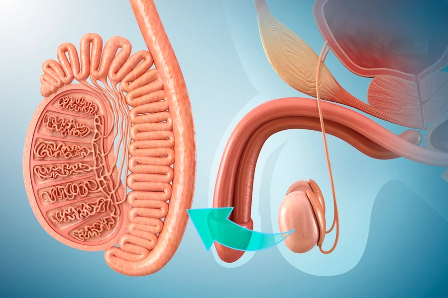 cancer-testiculos-metropoles