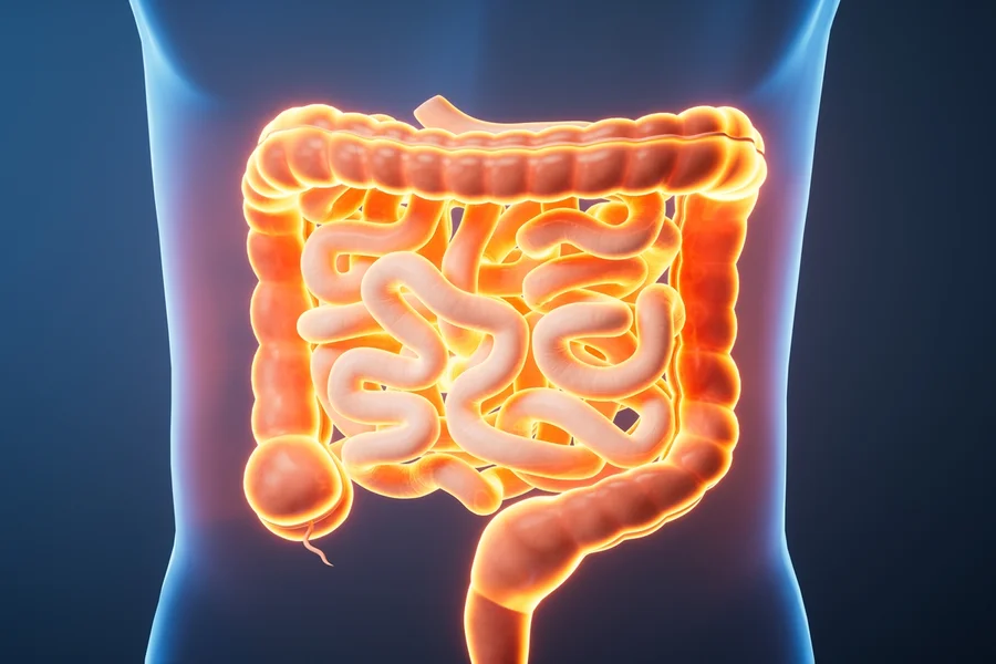22720e85-intestino_0