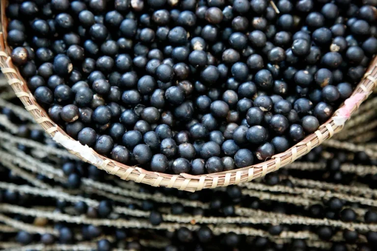 acai-4