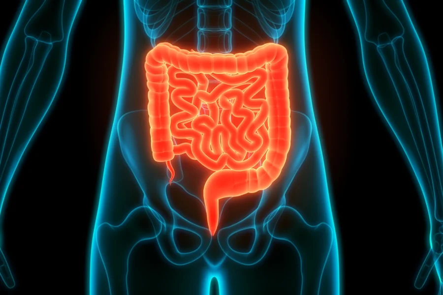intestino_4