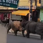 rinocerontes-brigam-no-meio-da-rua-e-assustam-pedestres
