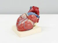 anatomia do coracao ali hajiluyi unsplash