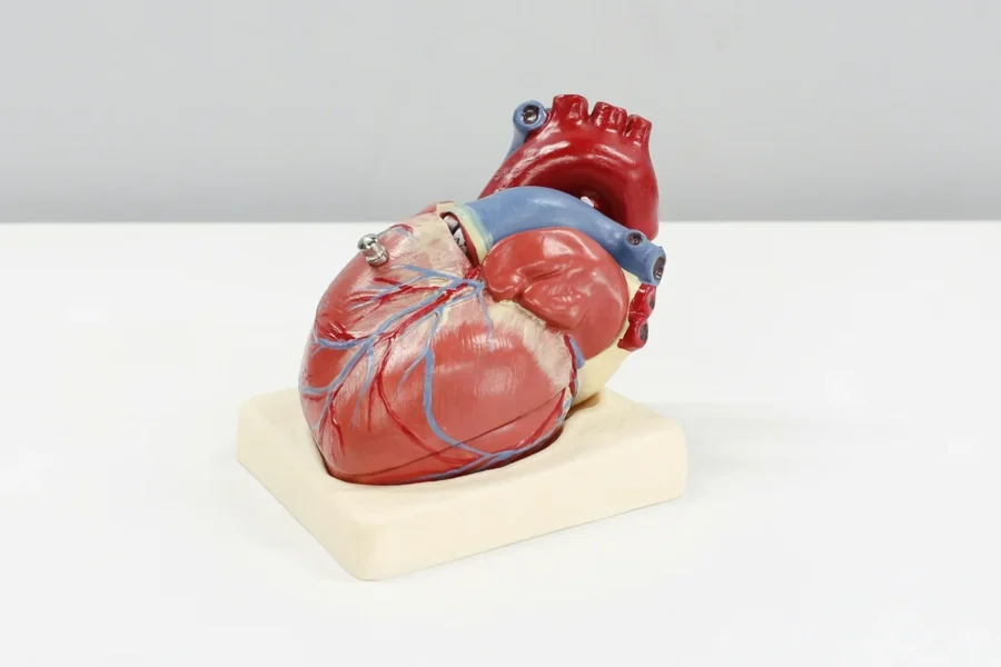 anatomia do coracao ali hajiluyi unsplash