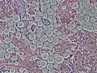 celulas de gordura bioscience image library by fayette reynolds unsplash
