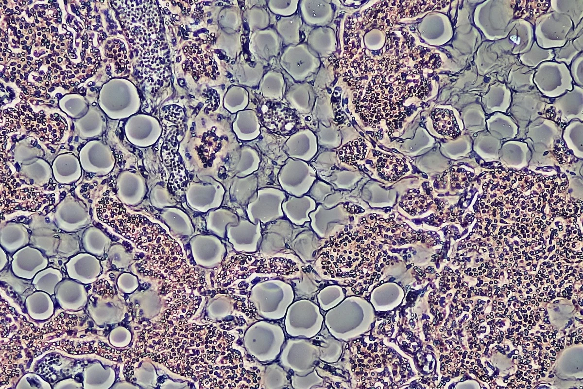 celulas de gordura bioscience image library by fayette reynolds unsplash