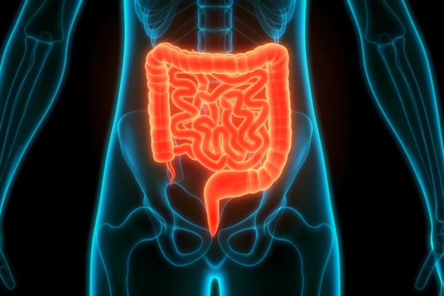 intestino 4