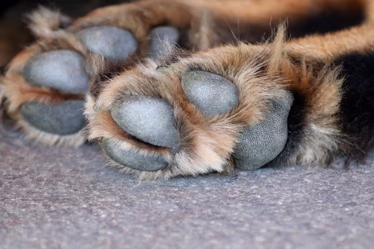operacao mandados mortes animais