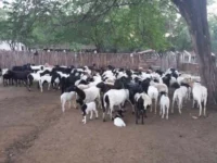 ovinos sou do campo.jpg