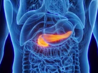 pancreas