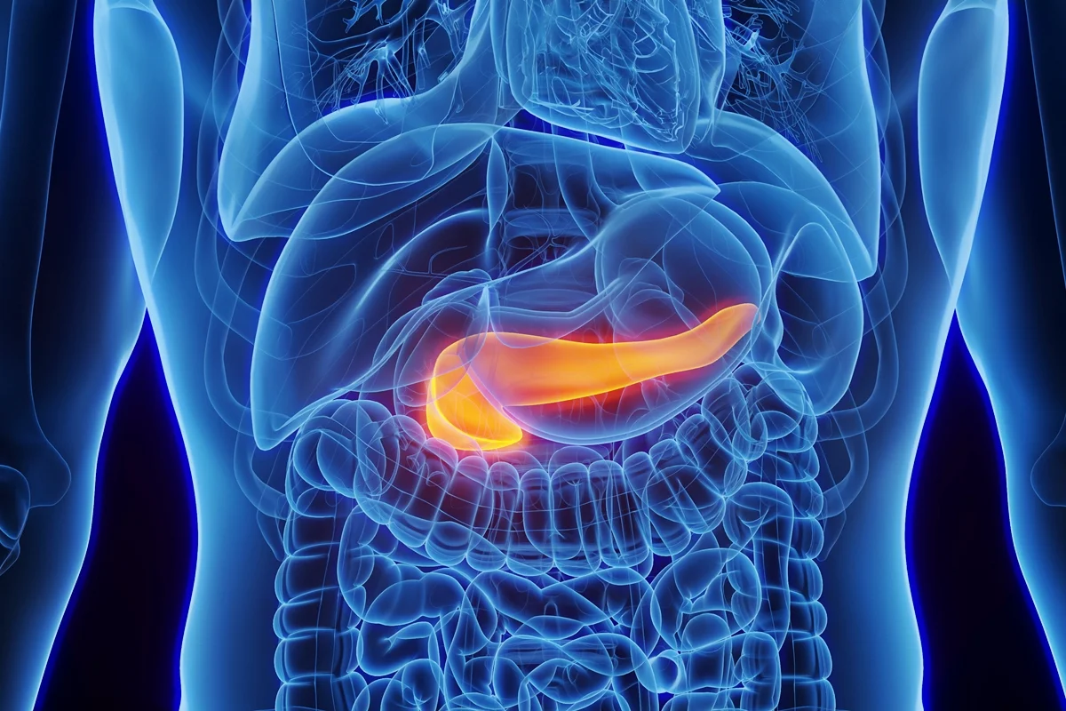 pancreas