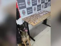policia miltar cao farejador.jpg