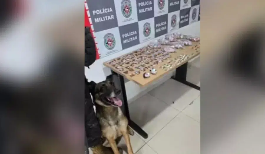 policia miltar cao farejador.jpg