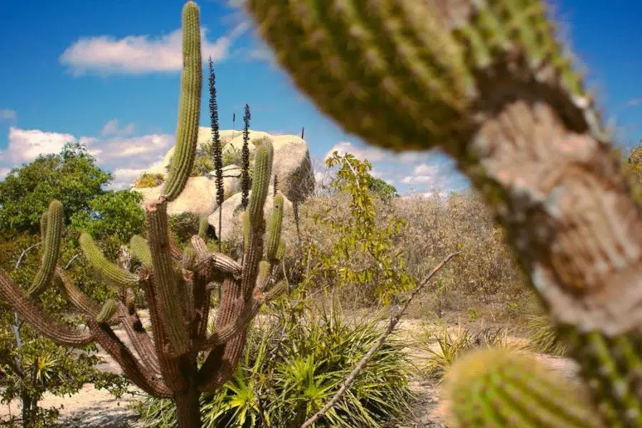 sertao caatinga.jpg