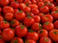 tomates