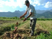 agricultura perdas de safra.jpg