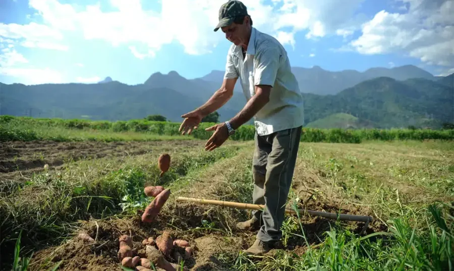 agricultura perdas de safra.jpg