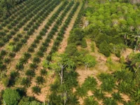 agrofloresta.jpg