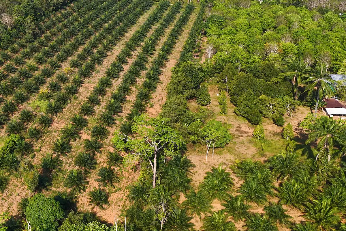 agrofloresta.jpg