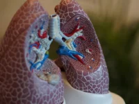 anatomia do pulmao robina weermeijer unsplash