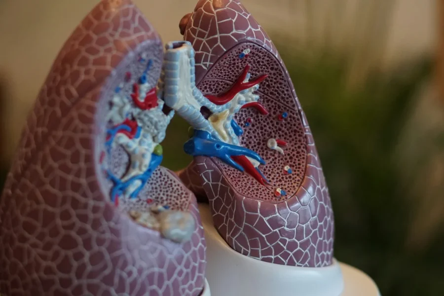 anatomia do pulmao robina weermeijer unsplash