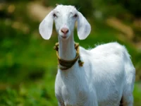 cabra goat nandhu kumar unsplash
