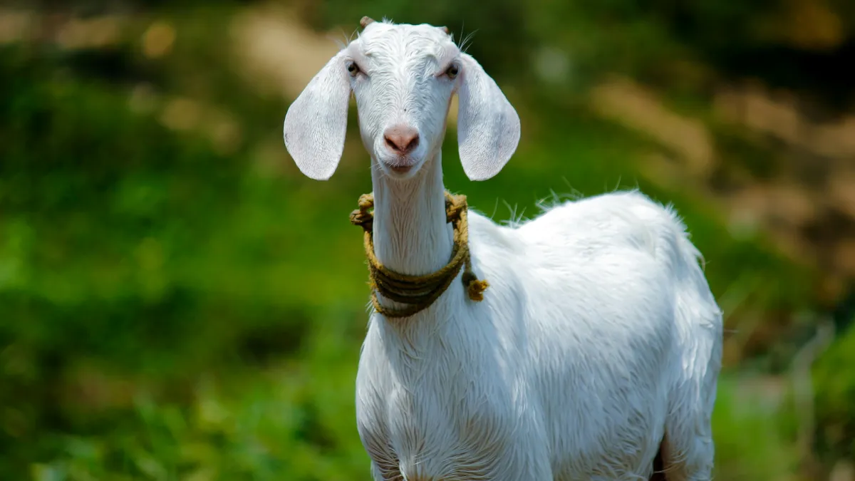 cabra goat nandhu kumar unsplash