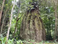 floresta meio ambiente.jpg