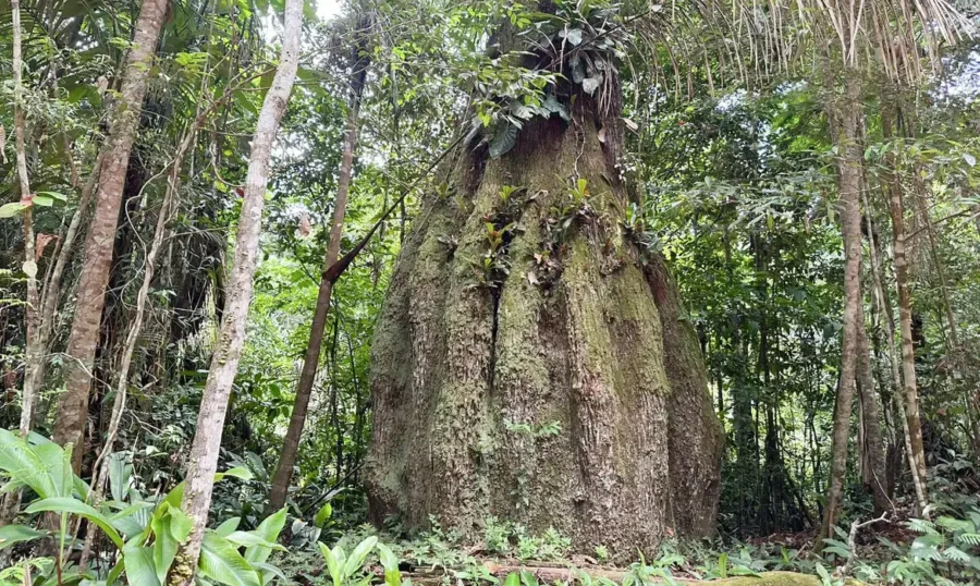 floresta meio ambiente.jpg