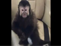 macaco pregi salvador