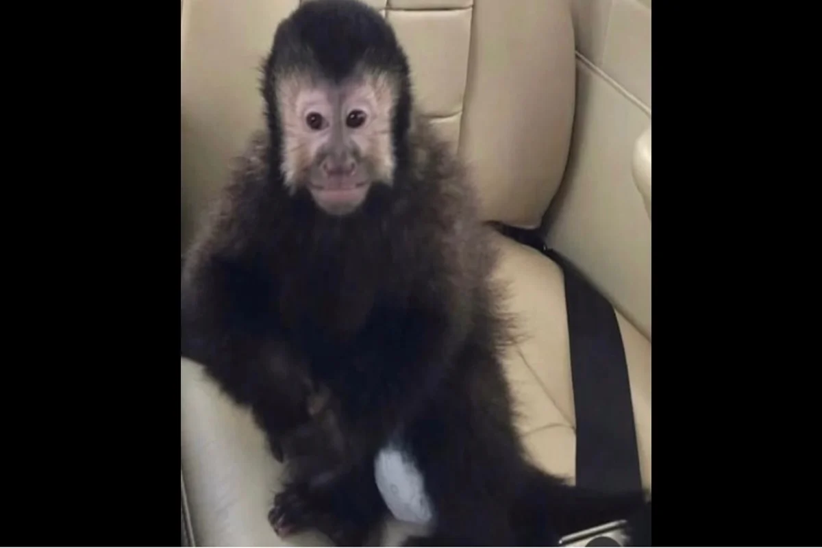 macaco pregi salvador