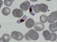 malaria capa