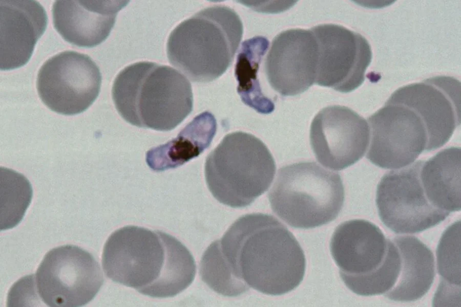 malaria capa