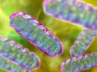 mitocondrias