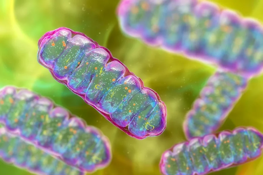 mitocondrias