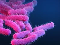 resistant shigella bacteria metropoles jpg