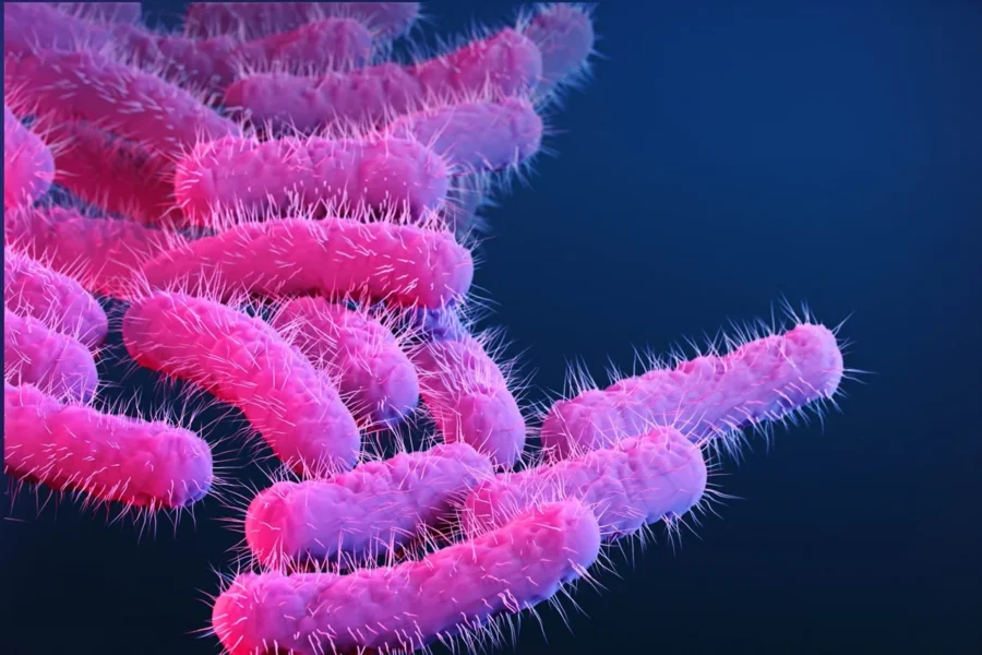 resistant shigella bacteria metropoles jpg